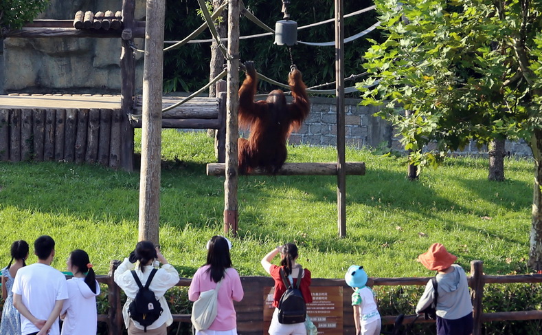 上海野生动物园功夫熊猫、越狱猩猩人气红火：游客